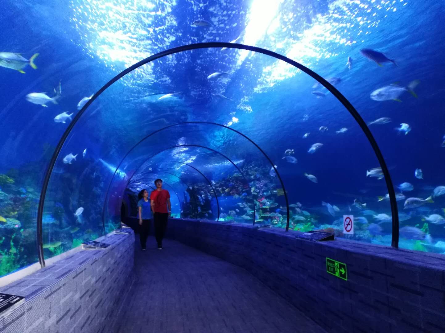 实拍海昌海洋公园水母馆 缤纷绚丽令人称奇